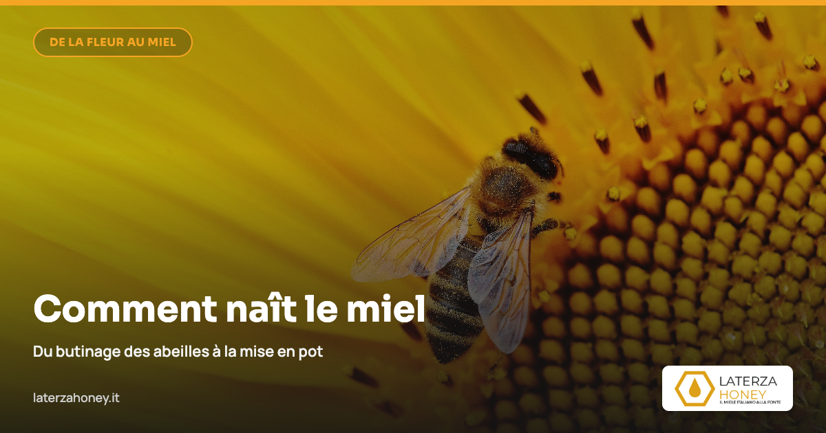 Comment naît le miel : de la butinage à la mise en pot