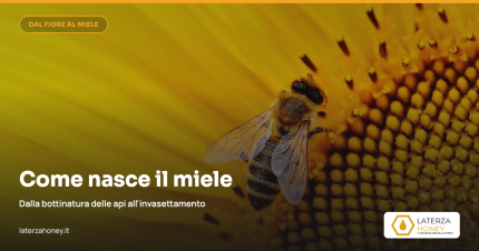 Come nasce il miele: dalla bottinatura all'invasettamento