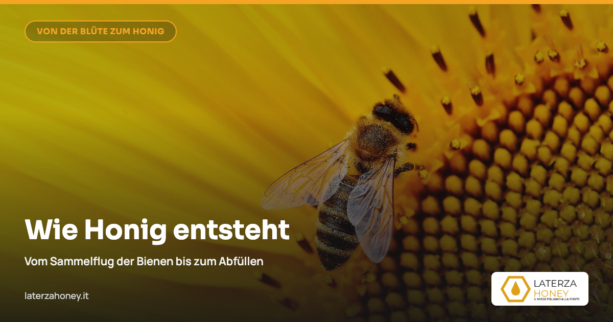 Wie Honig entsteht: vom Nektarsammeln bis zum Abfüllen