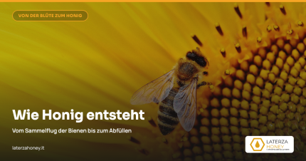 Wie Honig entsteht: vom Nektarsammeln bis zum Abfüllen