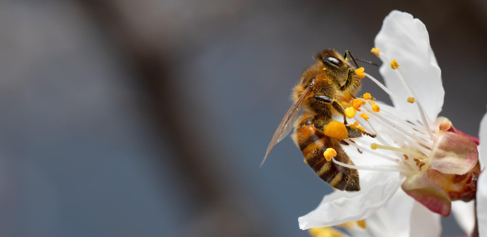 Laterza Honey