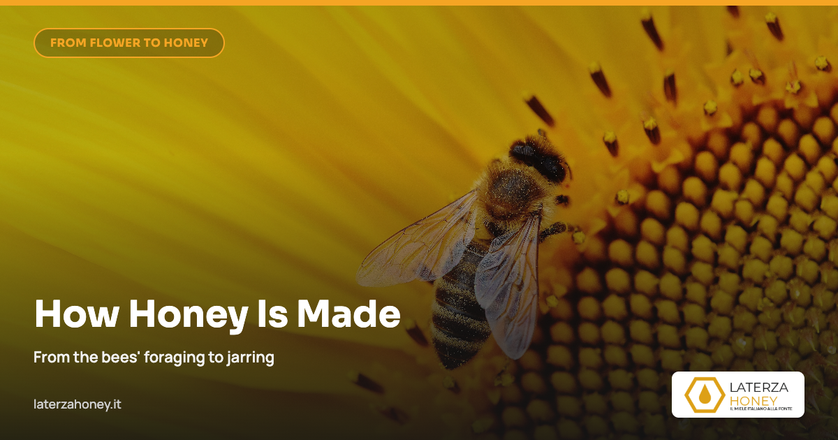 How honey is made: from foraging to jarring
